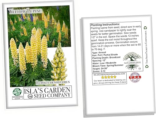 Miniatura 2 de Yellow Russell - Semillas de flores de altramuz para plantar, más de 25 semillas por paquete, semillas de jardín de Isla, sin OMG, nombre botánico;