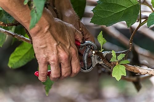 Miniatura 3 de Corona Clipper SP9934 - Tijeras de podar con vaina de cuero (3/4 pulgadas)