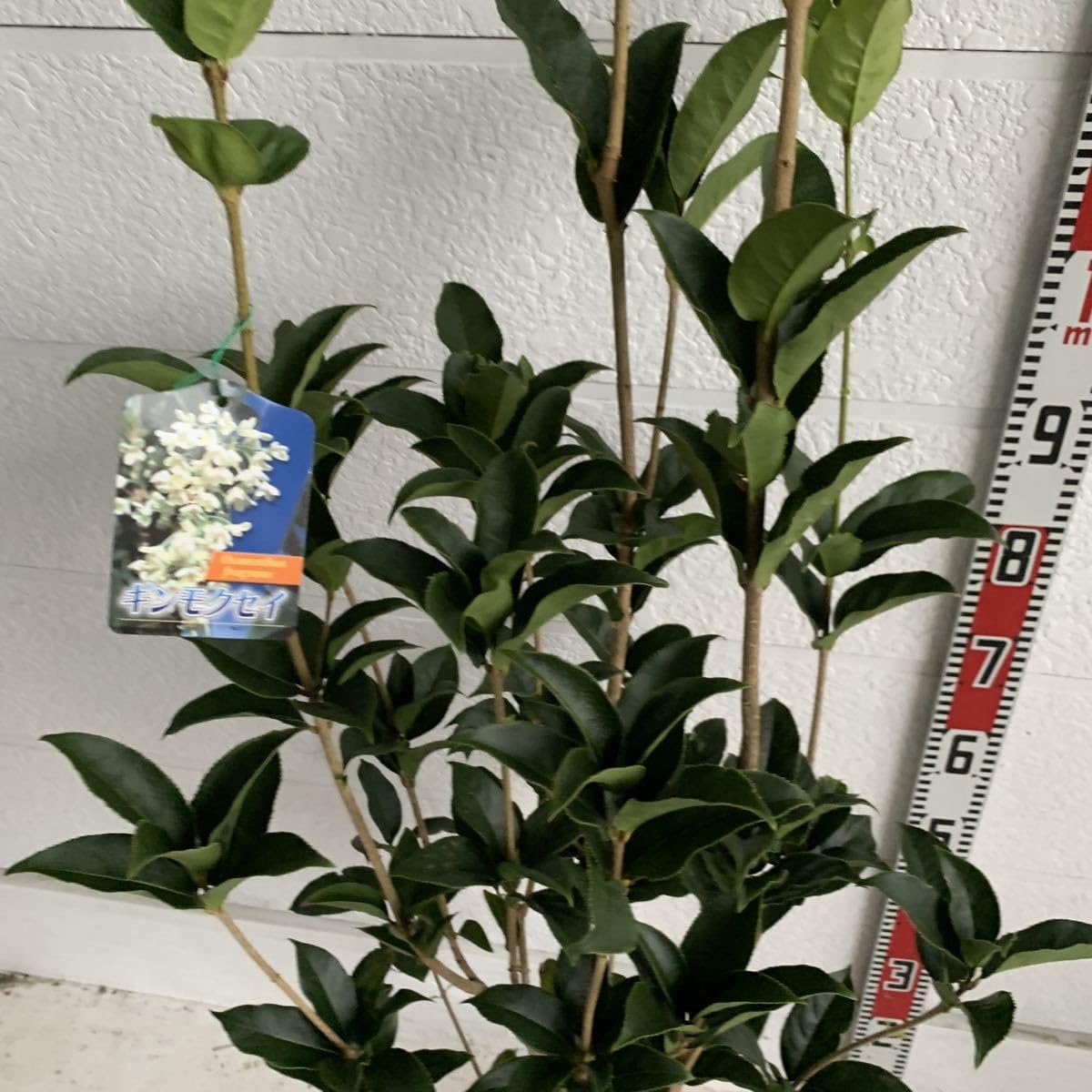 Amazon.co.jp: 銀木犀 ギンモクセイ 約:150cm 根巻 庭木 ガーデン