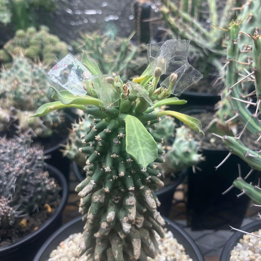 超新鮮 Euphorbia hadramautica 種子 10粒 超新鮮! Euphorbia