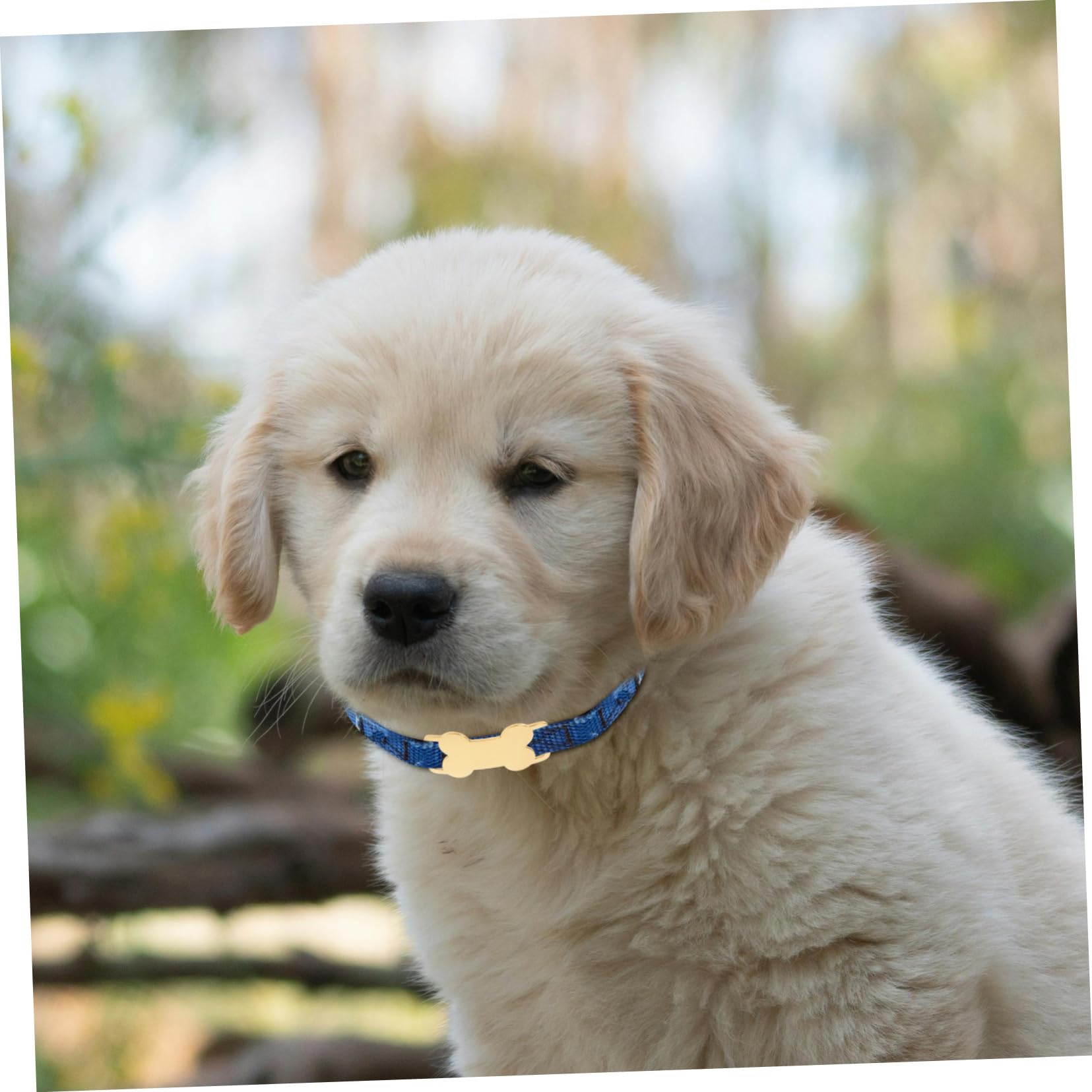 15pezzi Medagliette Identificative Acciaio Inossidabile Per Animali Domestici Targhette Forma Di Osso Personalizzabili Resistenti e Durevoli Per Cani e Gatti