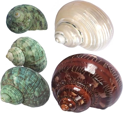 5 conchas de cangrejo ermitaño, apertura de tamaño M de 0.7 a 1.4 pulgadas, caracola de mar natural, conchas turbo para suministros de cangrejo