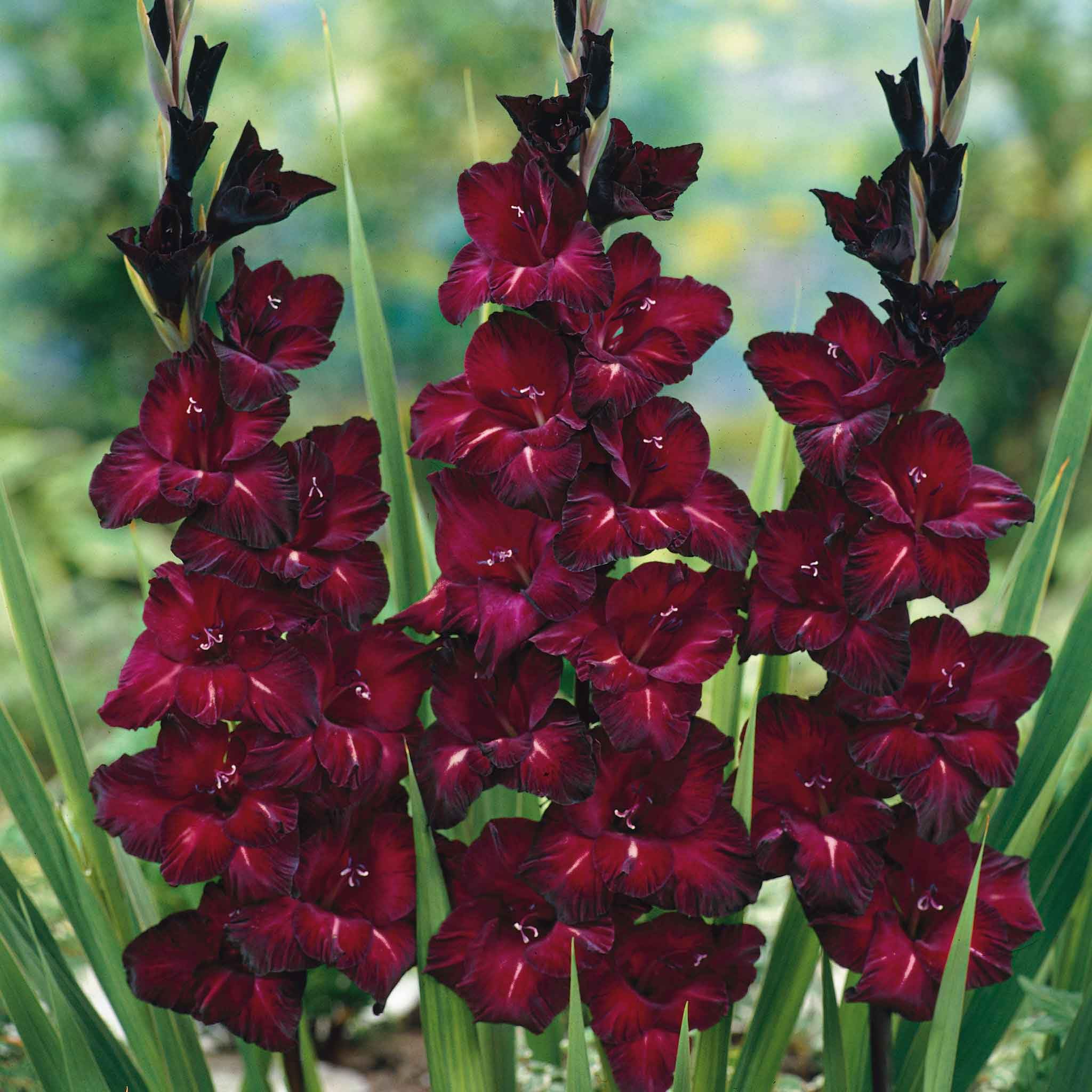 Eden Brothers Gladiolus Black Star