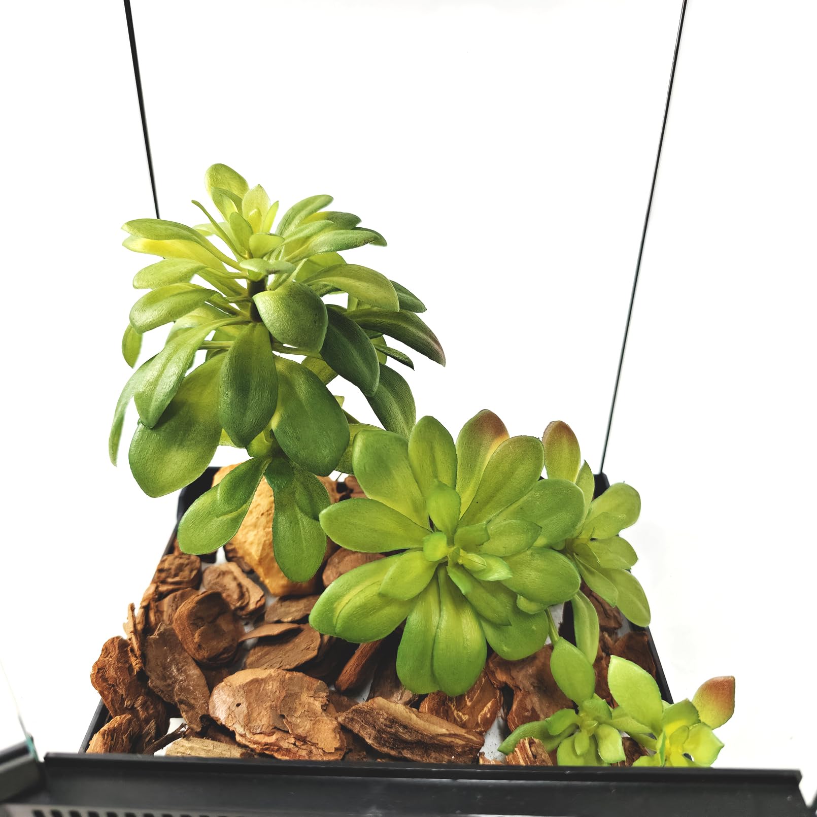 buzzy philodendron grow kit House Plant Grow Kit Philodendron main image 1
