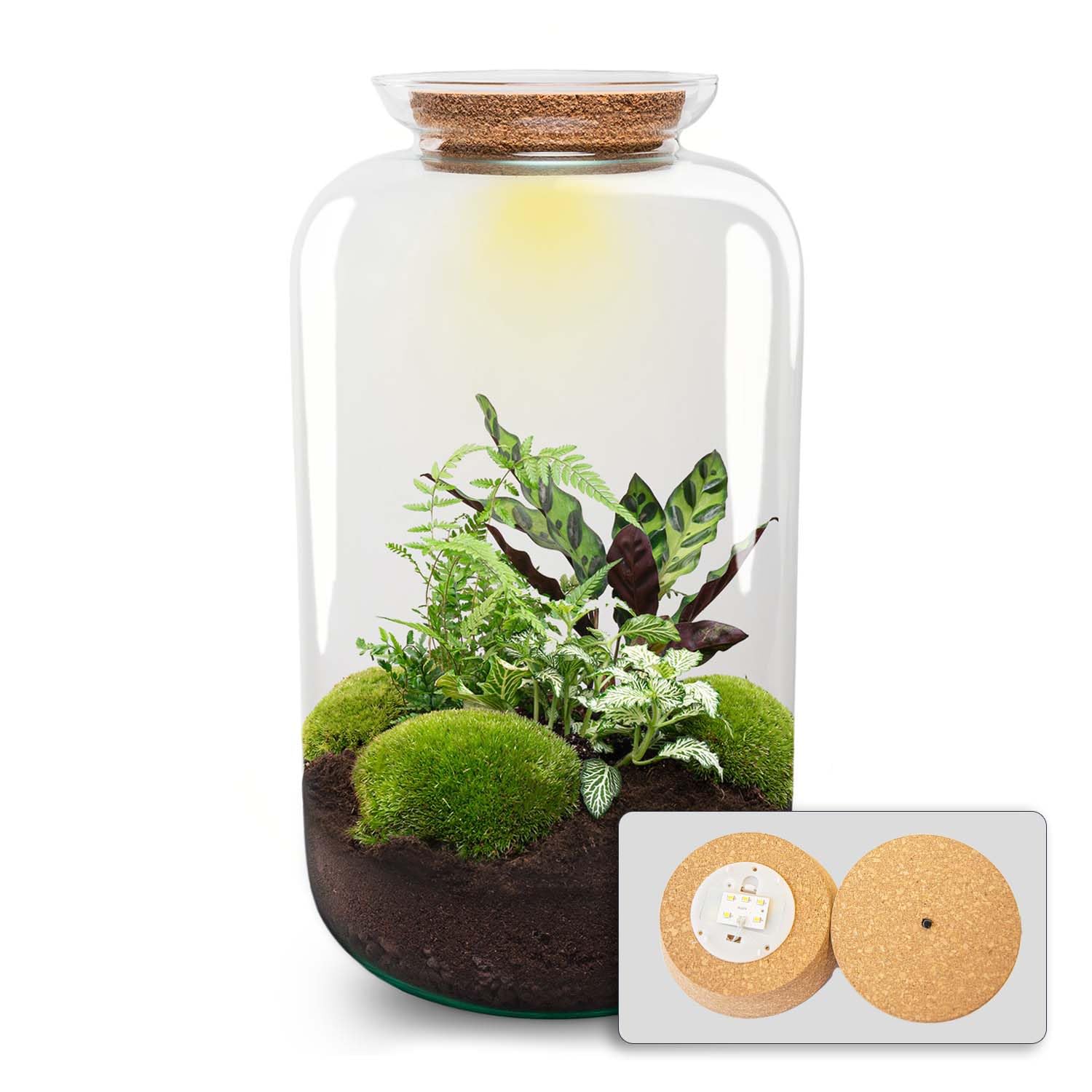 urbanjngl - Sven XL Botanisches Terrarium mit Licht – DIY Kit für Pflanzenökosystem, Ø 23 cm, Höhe 43 cm, ideal für Pflanzenliebhaber und Dekoration