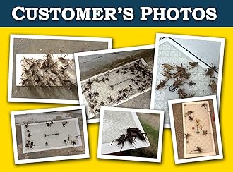 MaxGuard Extra Large Cricket Traps (8 Traps) | Non-Toxic Extra Sticky Glue Board Pre-Baited Cricket Attractant | Trap & Kill House Crickets, Insects, Spiders, Bugs |