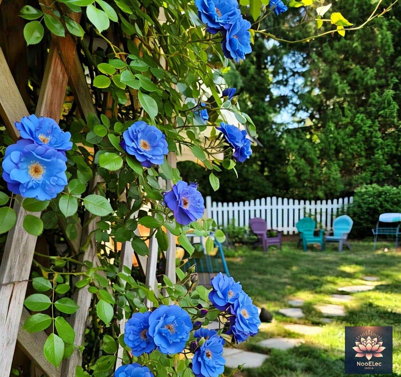NooElec Seeds India Climbing Rose Flower Seeds, 60 Seeds Pack - Hybrid, Year-Round Blooms, Minimal Care (MIX) - Image 7 thumbnail