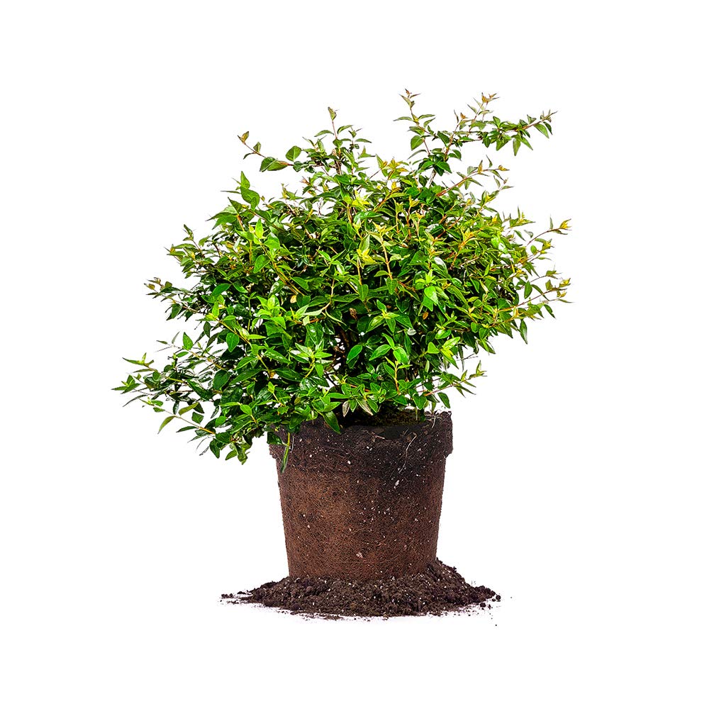 PERFECT PLANTS Edward Goucher Abelia Live Plant