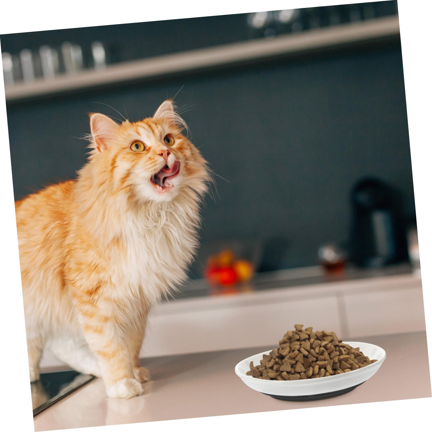 Katzennäpfe aus Keramik mit Rutschfestem Boden, Beige