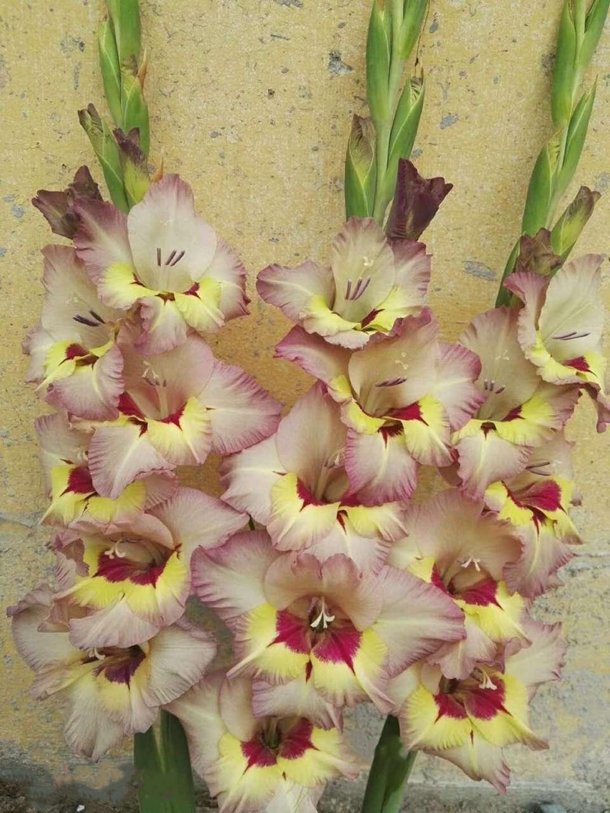 Hardy Gladiolus Bulbs – Perfect The Four Seasons Bulbs for Shaded Corners and Garden Beds,Hardy Perennial, Excellent Display-3 Bulbs-C