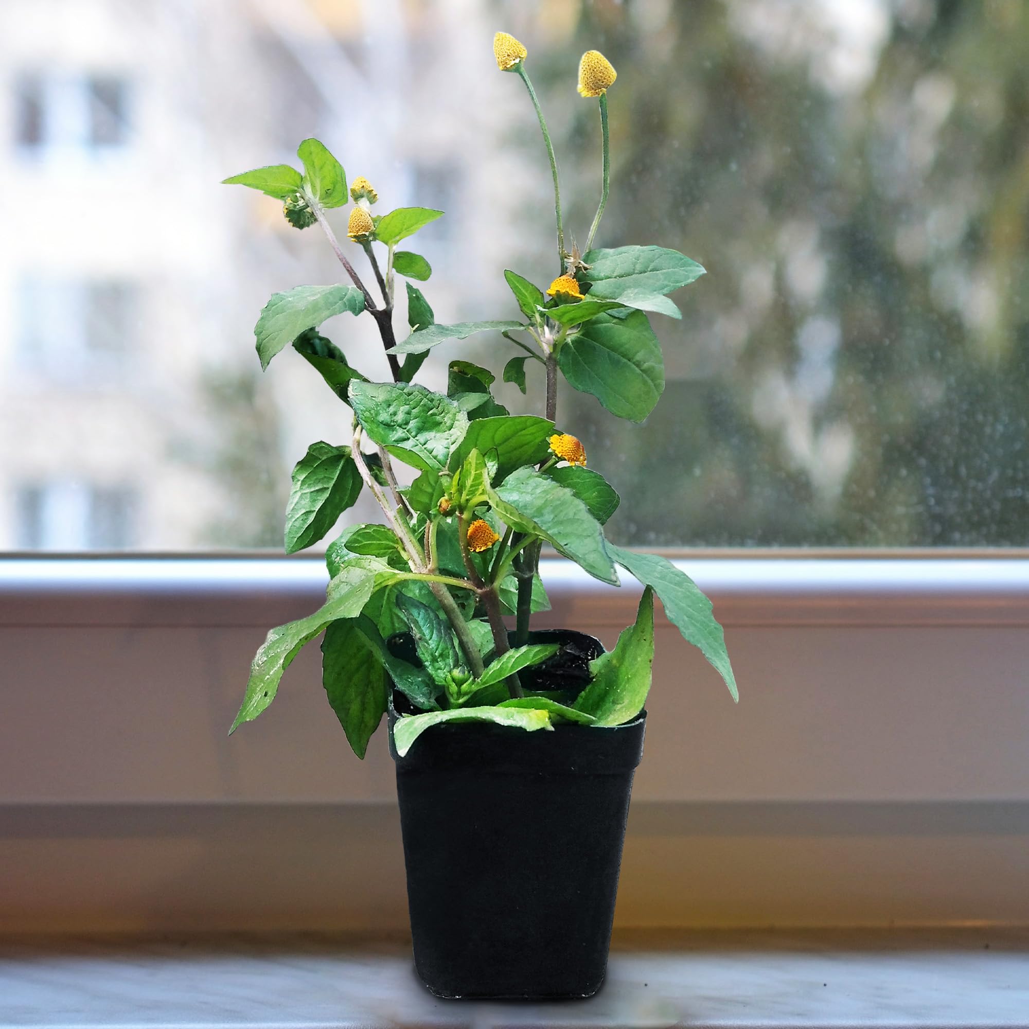 Gachwala Akarkara Plant (Anacyclus pyrethrum), Toothache Plant, Spanish chamomile, Mount Atlas Daisy, Easy to Care Plants, Medicinal Plant Live with Pot (B0BFB6BHW2) Amazon Price History, Amazon Price Tracker