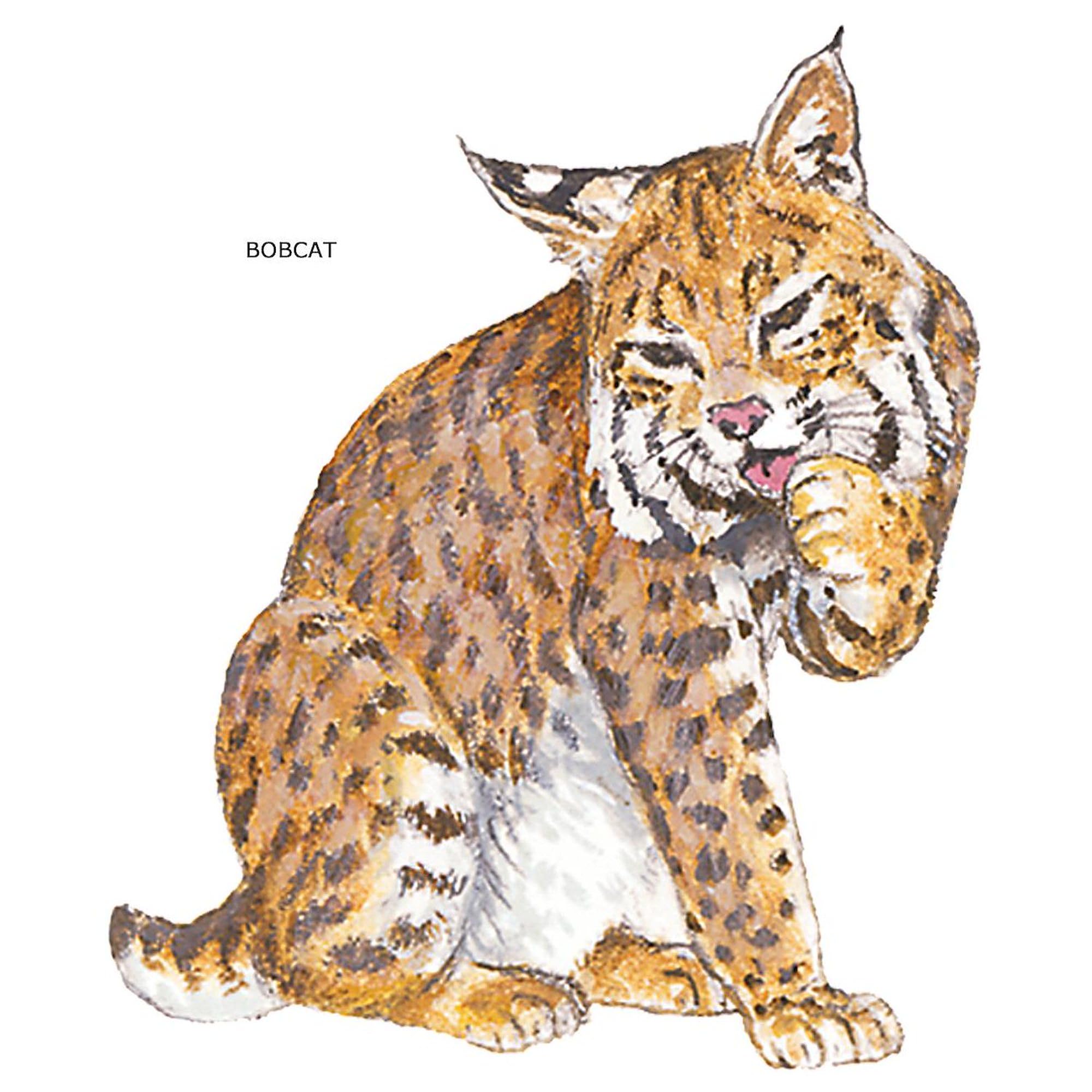 CafePress Bobcat Wild Cat Patches 4