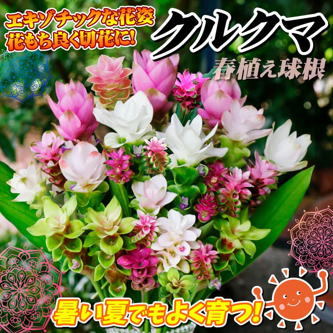 Amazon.co.jp: 春植え球根 クルクマミックス 15球 / 国華園 25年春商品