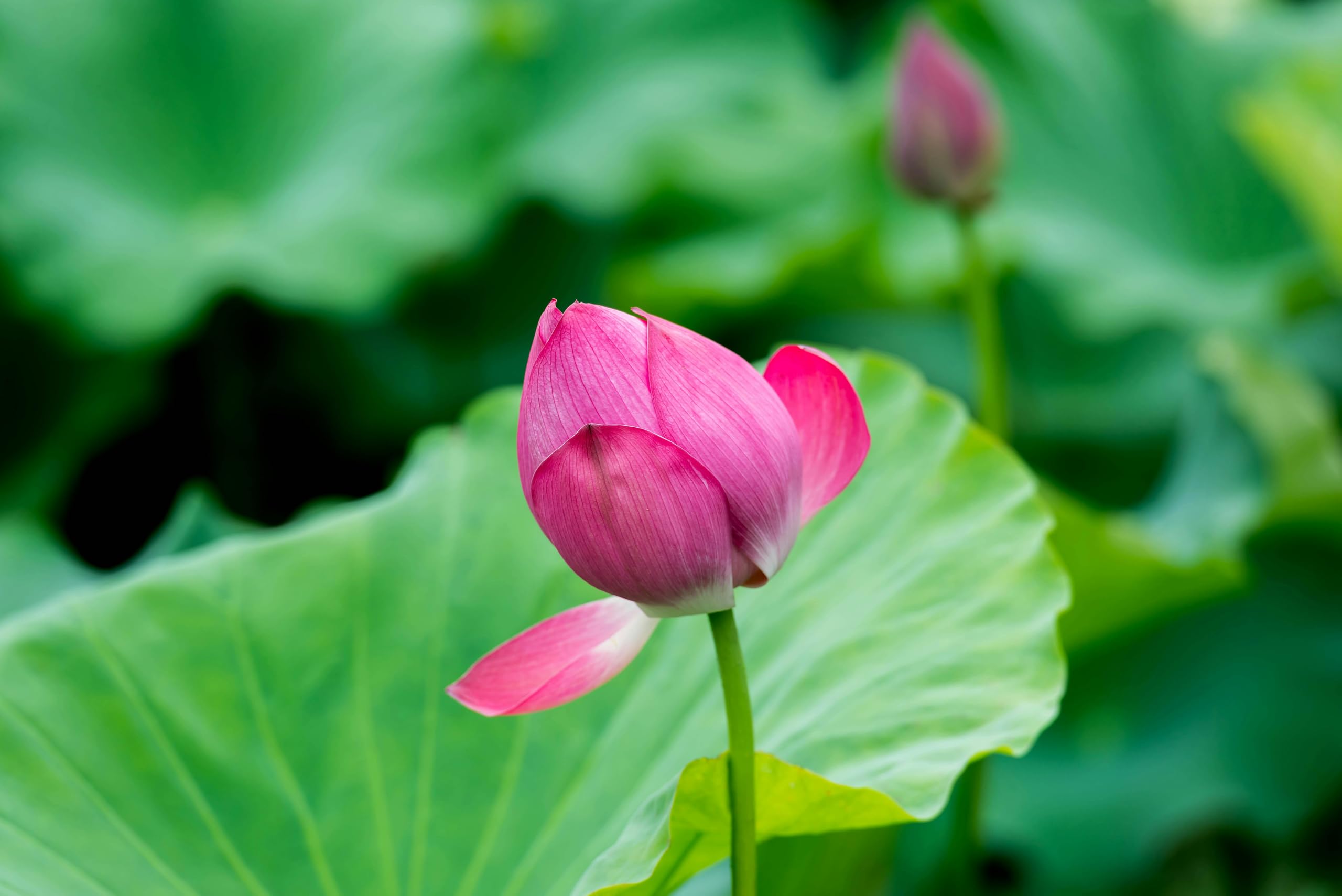 Red Lotus Plant - Blooms in 30 Days! -3