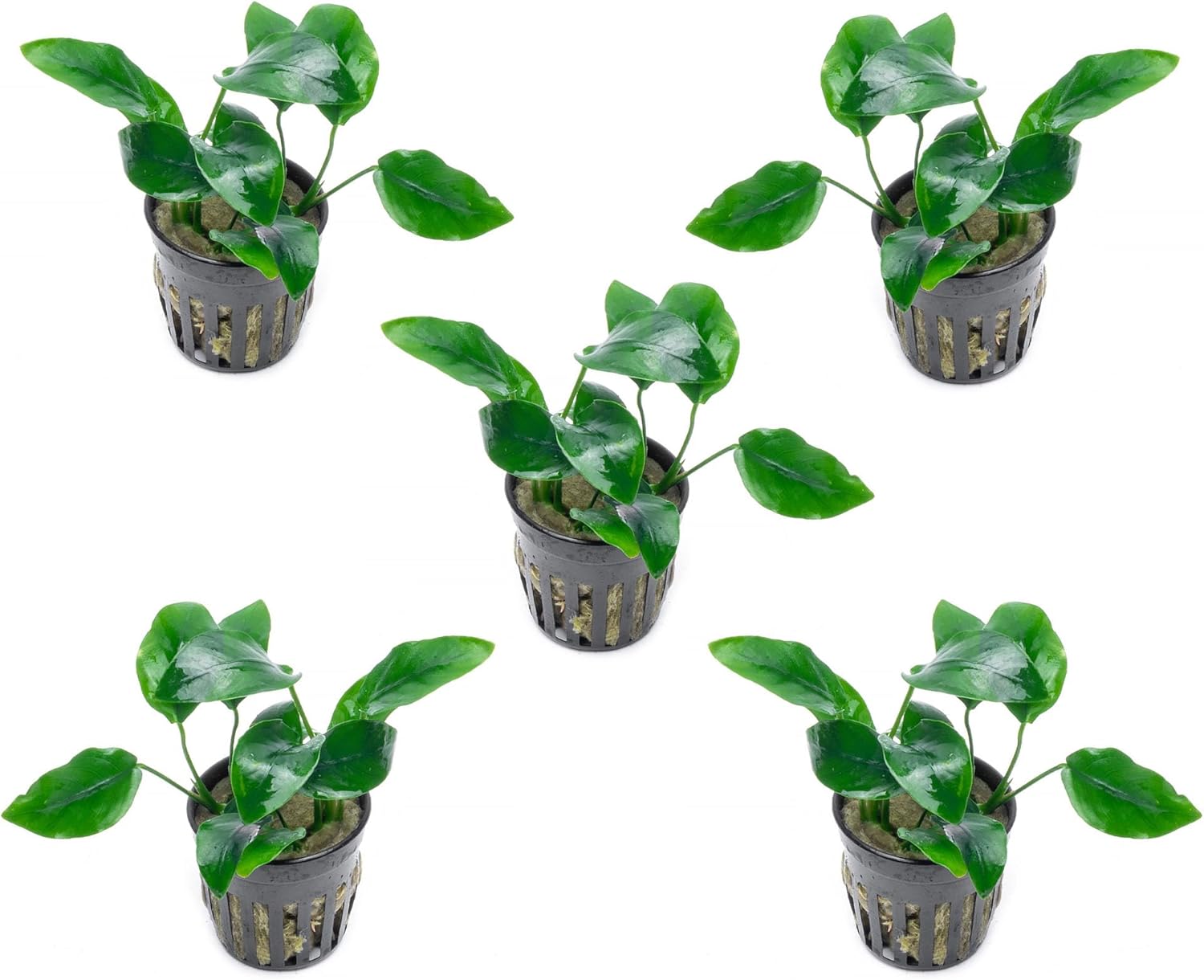 SubstrateSource Anubias Live Aquarium Plants - Potted Freshwater Plant for Fish Tanks, Terrariums - Beginner Friendly Low Light (Nana, 5 Pots)