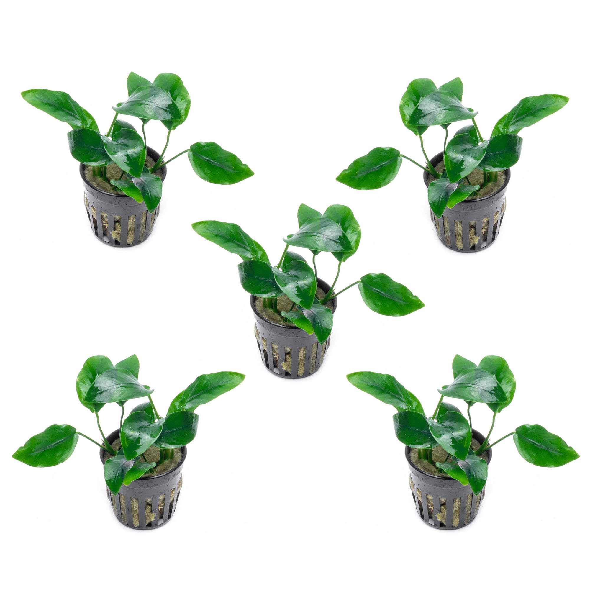 SubstrateSource Anubias Nana 5 Pots