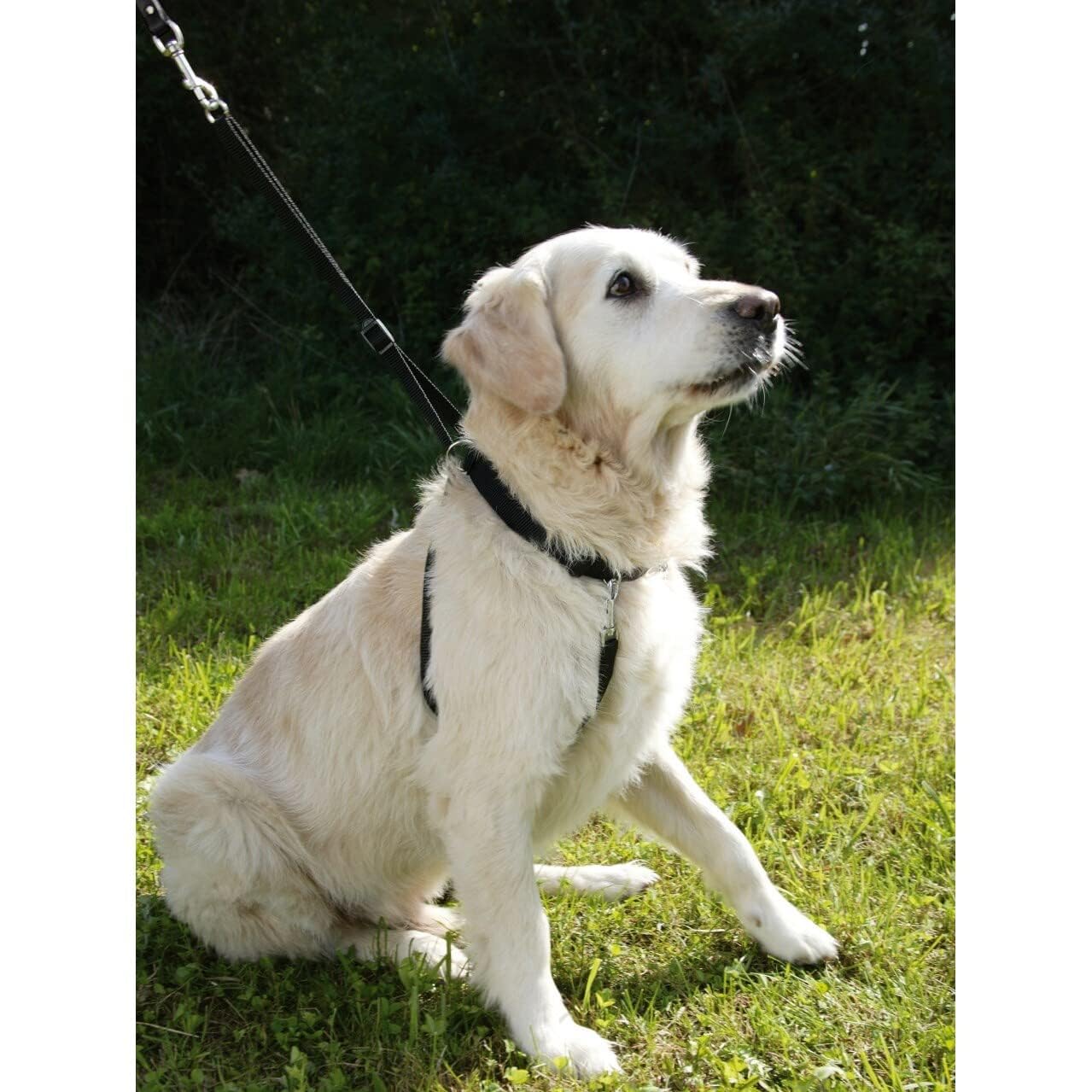 Kerbl Chien Harnais Maxi Leader 45-60 cm Noir