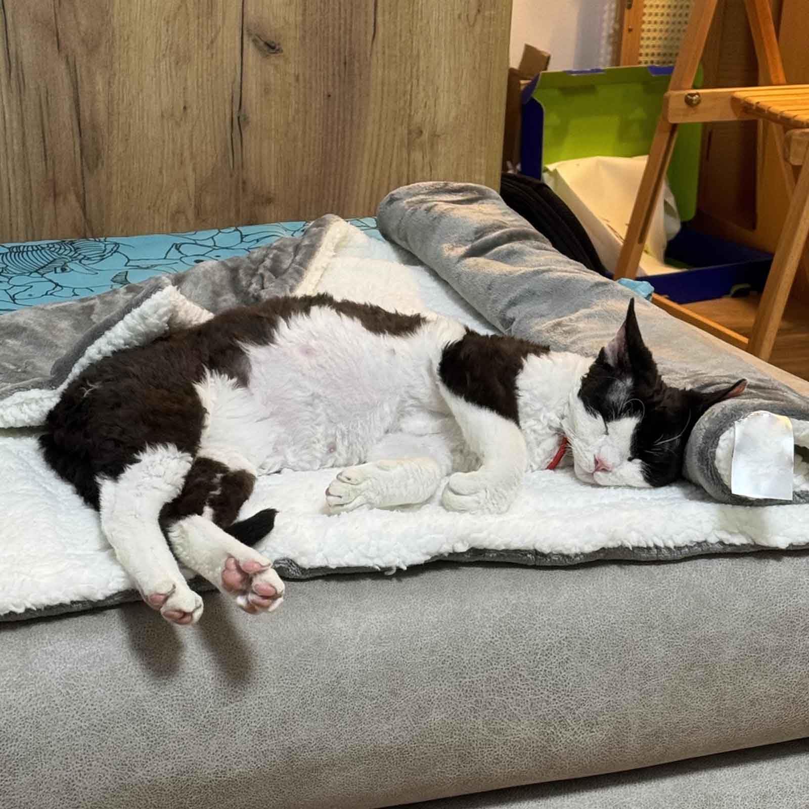 Manta Suave De Felpa, Mantas Perros, Doble Lado Manta Lavable, Manta para Gatos, para Perros Gatos, Ideales para Sofás Y Camas,L