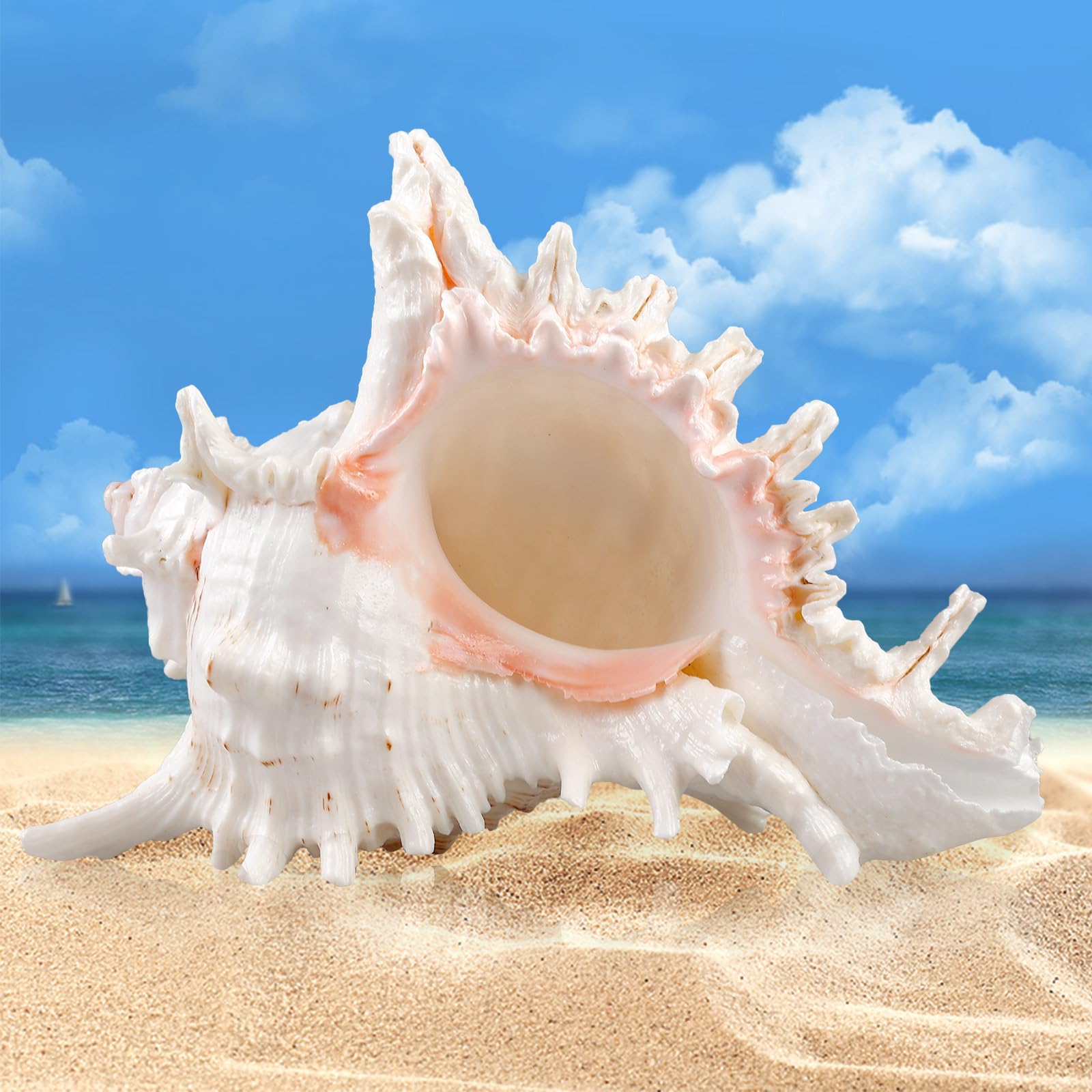 Conchiglie Naturali Bianche 500g - Decorazioni Artigianali Per Fai Da Te E Progetti Creativi - Foto 7