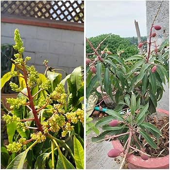 71onATYAs5L._AC_UF350,