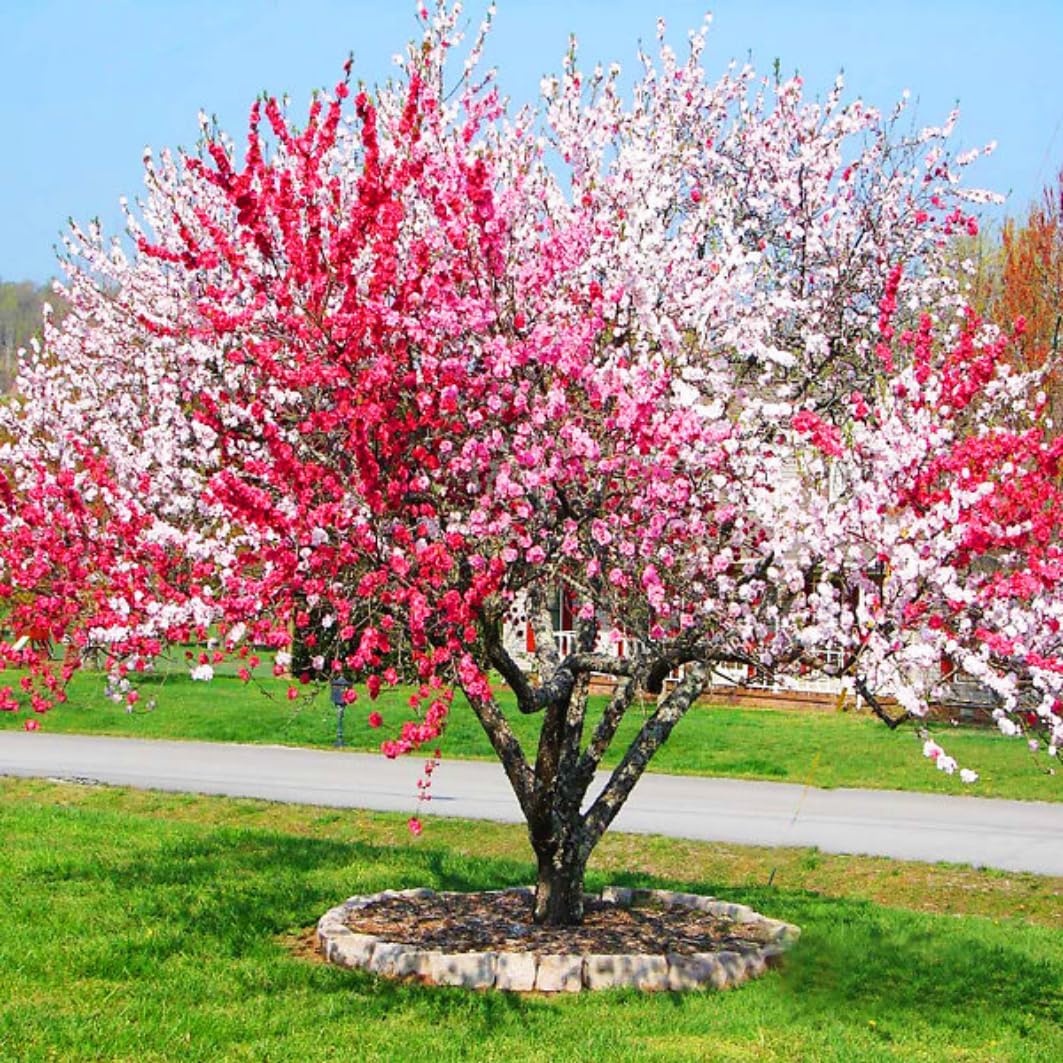 3 Years Old Pepermint Peach Tree Live Plant for Planting,3 Gallon Grafted Peach, Ready to Bear Fruit, Cold Hardy, 3-4 Feet Tall