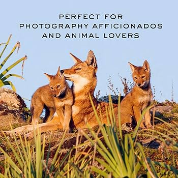 FAUVES d'Afrique Alain Pons アフリカ野生猫科　写真集 Amazon.com: The Black Leopard: My Quest to Photograph One of