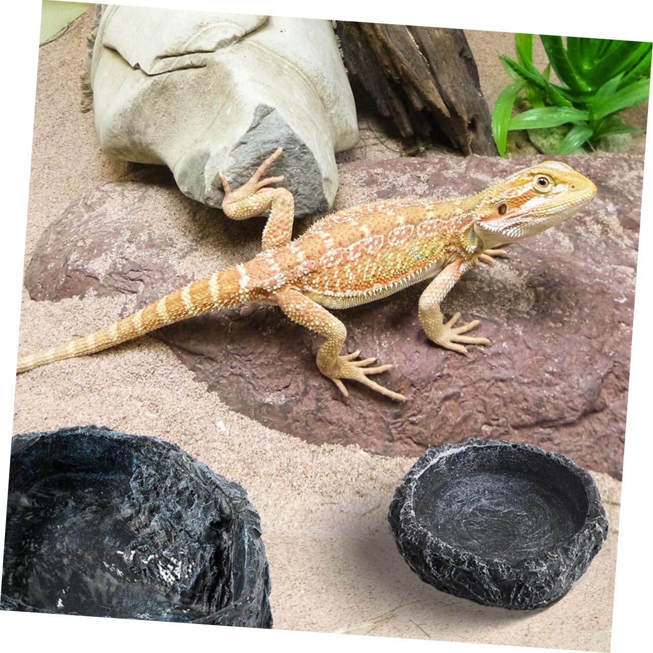 Turtle Food Dish Reptile Water Bowls Bearded Dragon Accessories Snake Dish Resin Material Easy to Clean