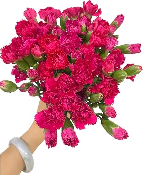 19 dark pink mini Carnations Hydroponic Flower Arrangement Gifts for home decoration birthdays anniversaries healing sympathy friendship and love