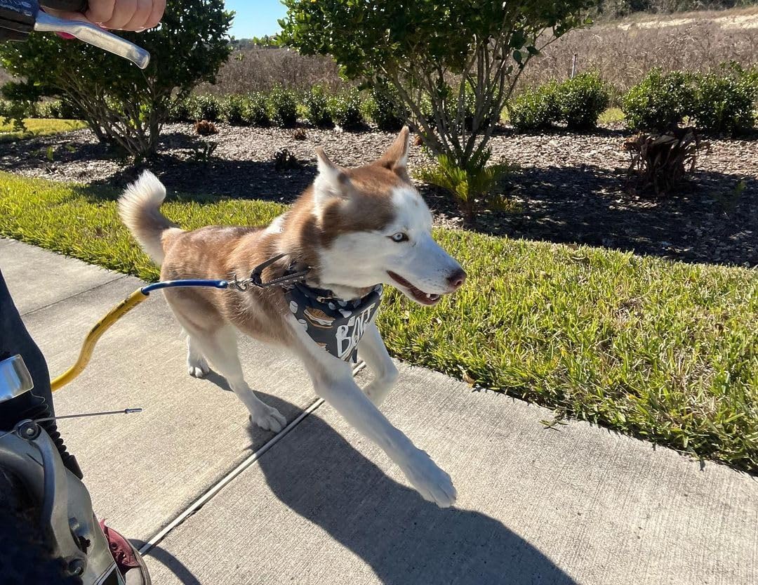 Bike Tow Leash Chain Stay Clamp Right Side Package – antirotate Clamp for Dog Leash Attachment – Fits Most Bicycles, E-Bikes, & Recumbents – Easy Install, Secure Fit, Perfect for Active Dogs (Orange)
