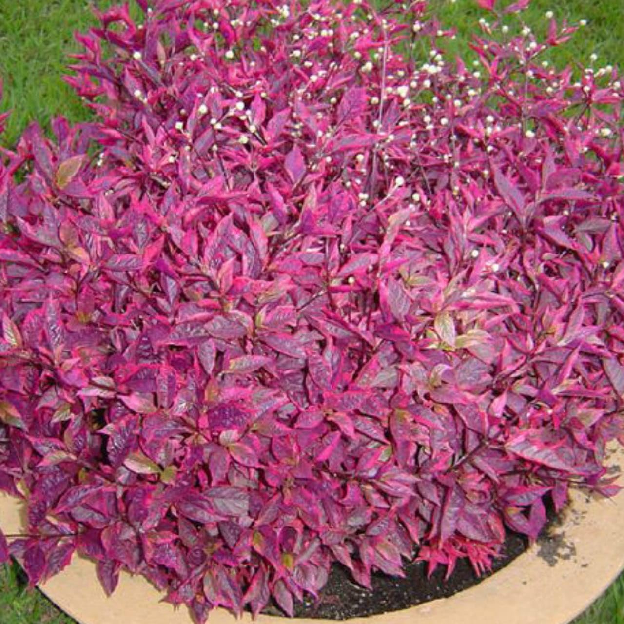 Generic Beautiful Red Brazilian Alternanthera Red Duranta Veraiety Live Plant (B0CYQHW3DJ) Amazon Price History, Amazon Price Tracker