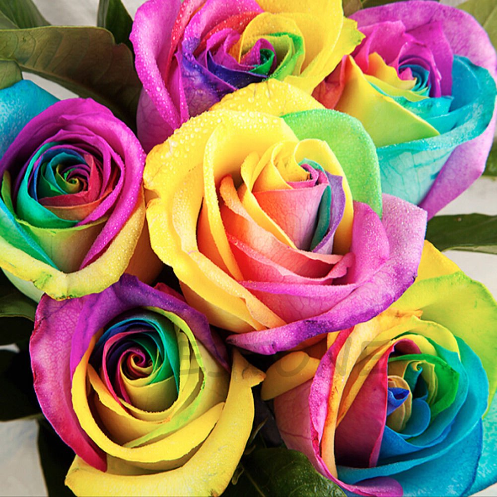 Amazon.com : Poity Colorful Rainbow Rose Flower Seeds Petal Plants
