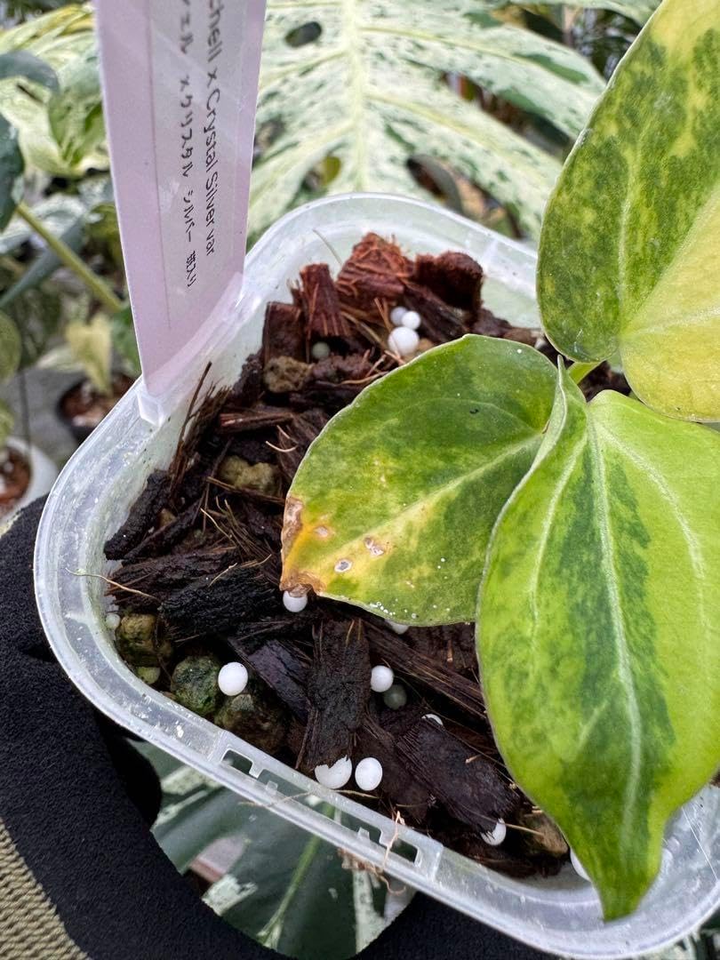 アンスリウム　ミシェル　x クリスタル　シルバー　斑入り 1斑入り アンスリウム ミシェル x クリスタルシルバー 1斑入り