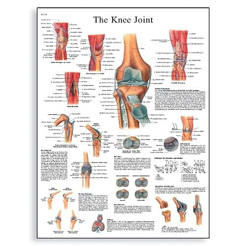 3B Scientific VR1174L - Tabla anatómica de papel laminado brillante para articulación de rodilla, tamaño del póster 20 pulgadas de ancho x 26