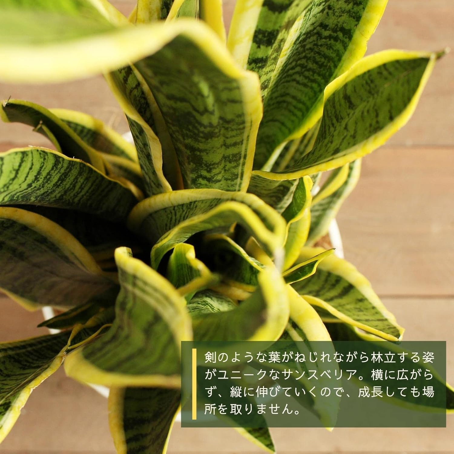 サンスベリア ローレンティー 8号 受け皿付 ラッピング済 Hanapochi ハナポチ 定価