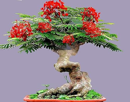 Bonsai Flamboyant Flame Tree Seeds to Grow | 20 Seeds | Delonix regia, Preciadas semillas de árboles bonsái tropicales en flor