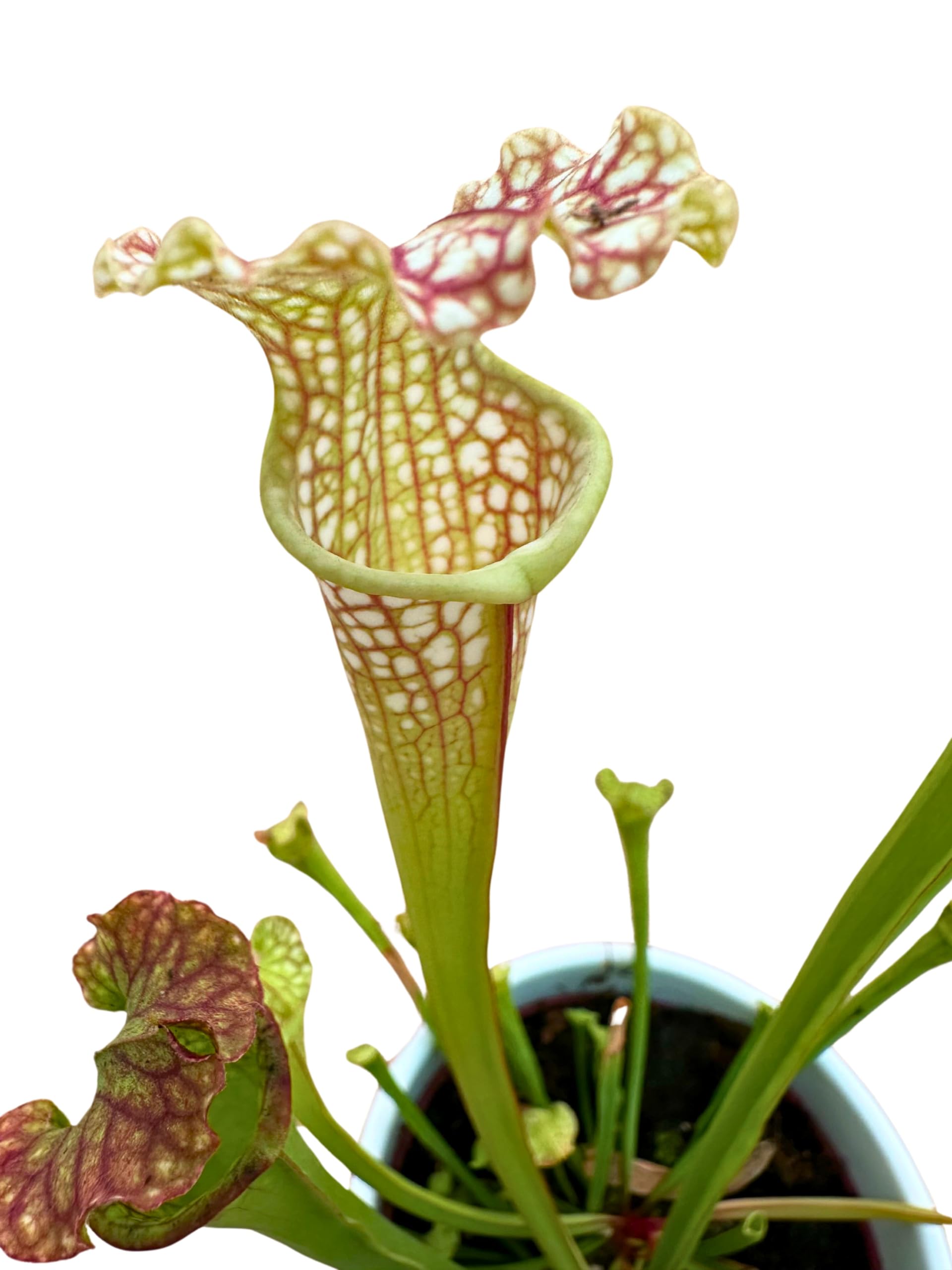 Saracenia Plante Carnivora dans un élégant vase en céramique blanc diamètre 13 cm. - Plante Exotique d'Intérieur, Plante Véritable taille XXL