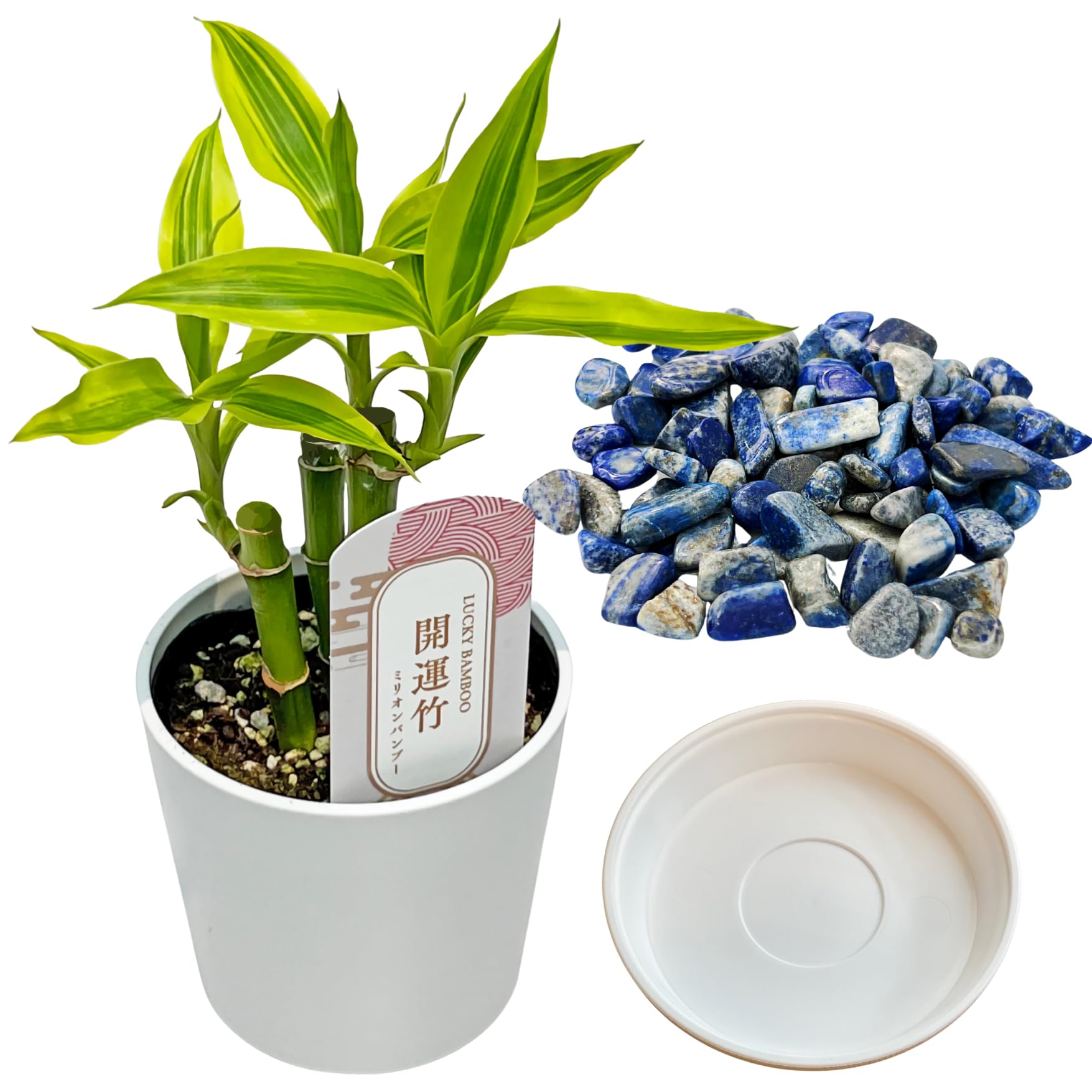 Amazon.co.jp: inakougei: 観葉植物