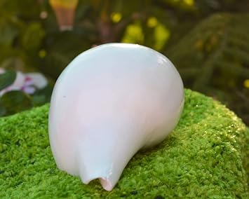 7 Inch Blowing Shankh Vamavarti Shankh Conch Shell Spiritual Natural White shankh for Pooja 1 pcs Super Quality Hindu Religion Pooja Use Natural Seashell