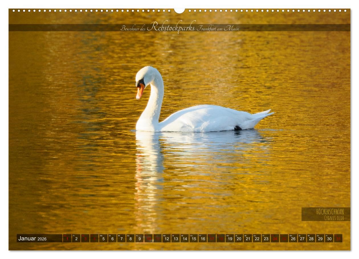 Bewohner des Rebstockparks Frankfurt am Main (Wandkalender 2026 DIN A2 quer), CALVENDO Monatskalender: Große und kleine Tiere im Rebstockpark in Frankfurt am Main (CALVENDO Tiere)