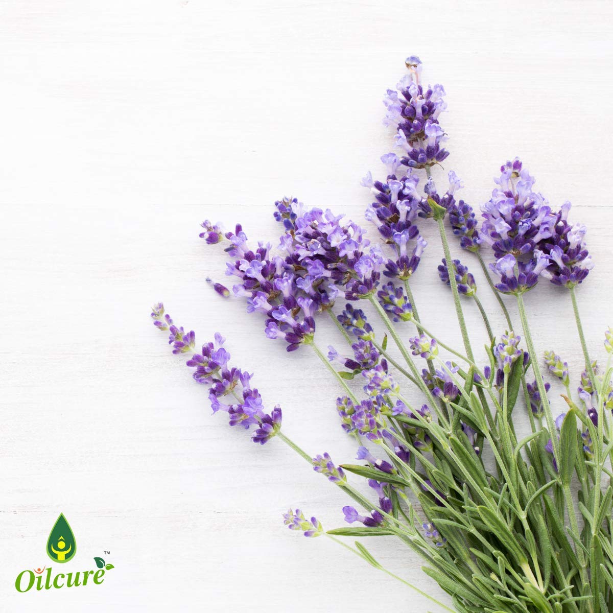 Oilcure Lavender Essential Oil | 30 ml | Pure | Undiluted - Image 3 thumbnail