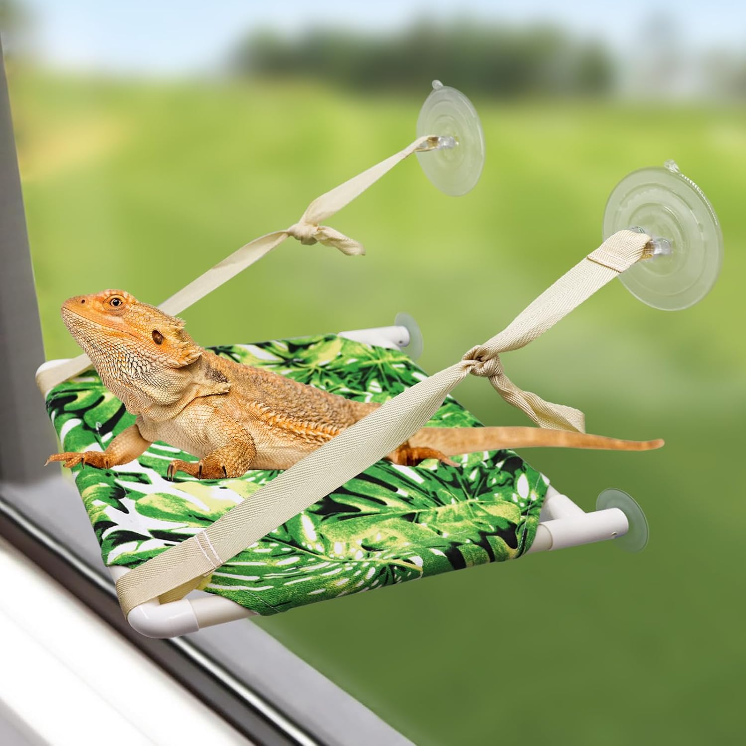 review Bearded Dragon Window Perch, Lizard Window Hammock, Reptile Bed, Lizard Window Hammock, Reptile Tank Accessories, Suitable for Lizard Bearded Dragon Chameleon Kitten Guinea Pig Rat 12 × 11 Inches