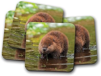 Amazon Co Jp 4セット 北米ビーバーキットコースター 赤ちゃん動物かわいい沼ギフト ホーム キッチン Amazon Co Jp 4セット 北米ビーバーキットコースター 赤ちゃん動物かわいい沼ギフト ホーム キッチン