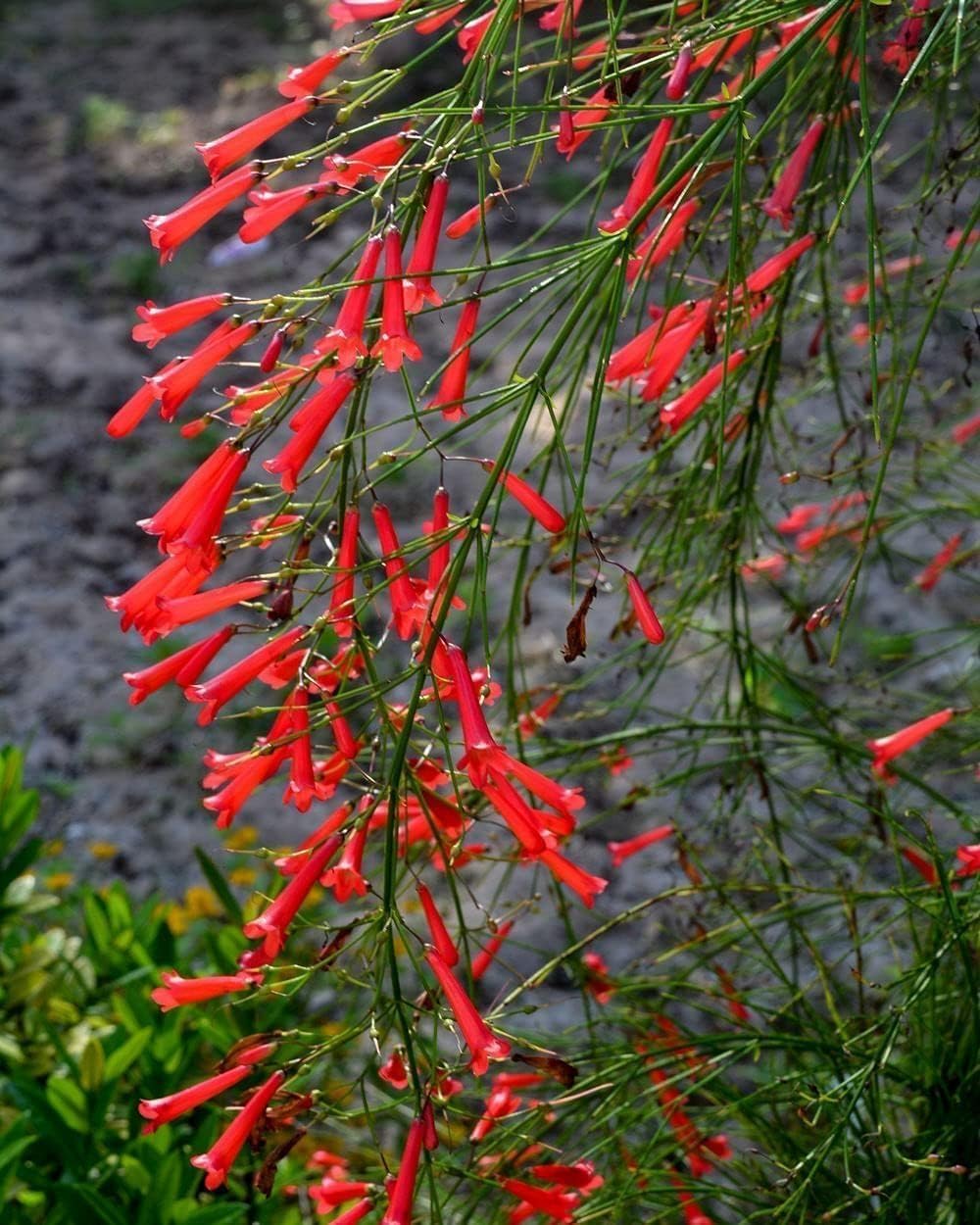 Firecracker Plant I 3 Live Plants I Russelia Equisetiformis I Vibrant Red Tubular Flowers, Hummingbird Attracting, Heat-Tolerant, Perfect for Borders and Containers