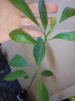 HASS Avocado Seedling 1 Year Old Plant, Sent in Plastic Container with Soil