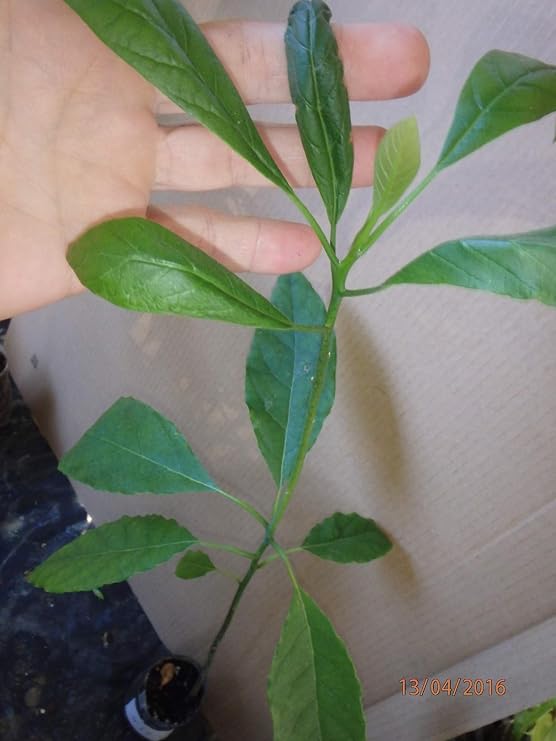 HASS Avocado Seedling 1 Year Old Plant, Sent in Plastic Container with Soil