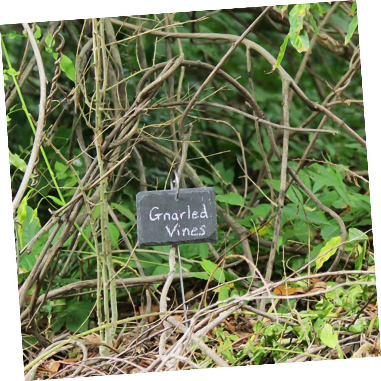 Etichette per Piante in Ardesia, Leggere e Facili da Scrivere, per Vasi da Fiori e Parchi, Cartellini da Giardino