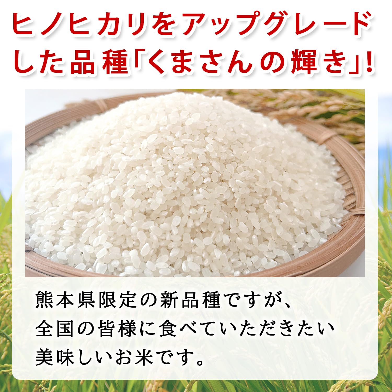 Amazon.co.jp: くまさんの輝き 熊本県産 5kg 令和7年産 五ツ星お米マイ