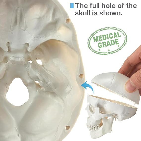 HADWYN 2026 New Mini Human Skull Model, 3 Part Anatomical Skull is 3.5 Tall, with Removable Skull Cap and Moving Jaw, Includes Full Set of Teeth, (1set) Fun Halloween Decorations