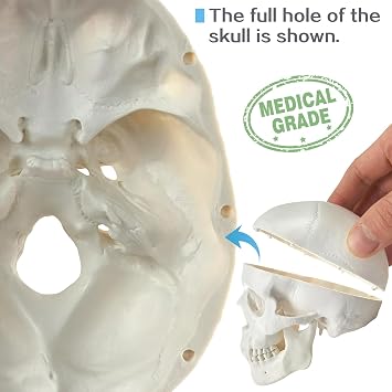 HADWYN 2026 New Mini Human Skull Model, 3 Part Anatomical Skull is 3.5 Tall, with Removable Skull Cap and Moving Jaw, Includes Full Set of Teeth, (1set) Fun Halloween Decorations