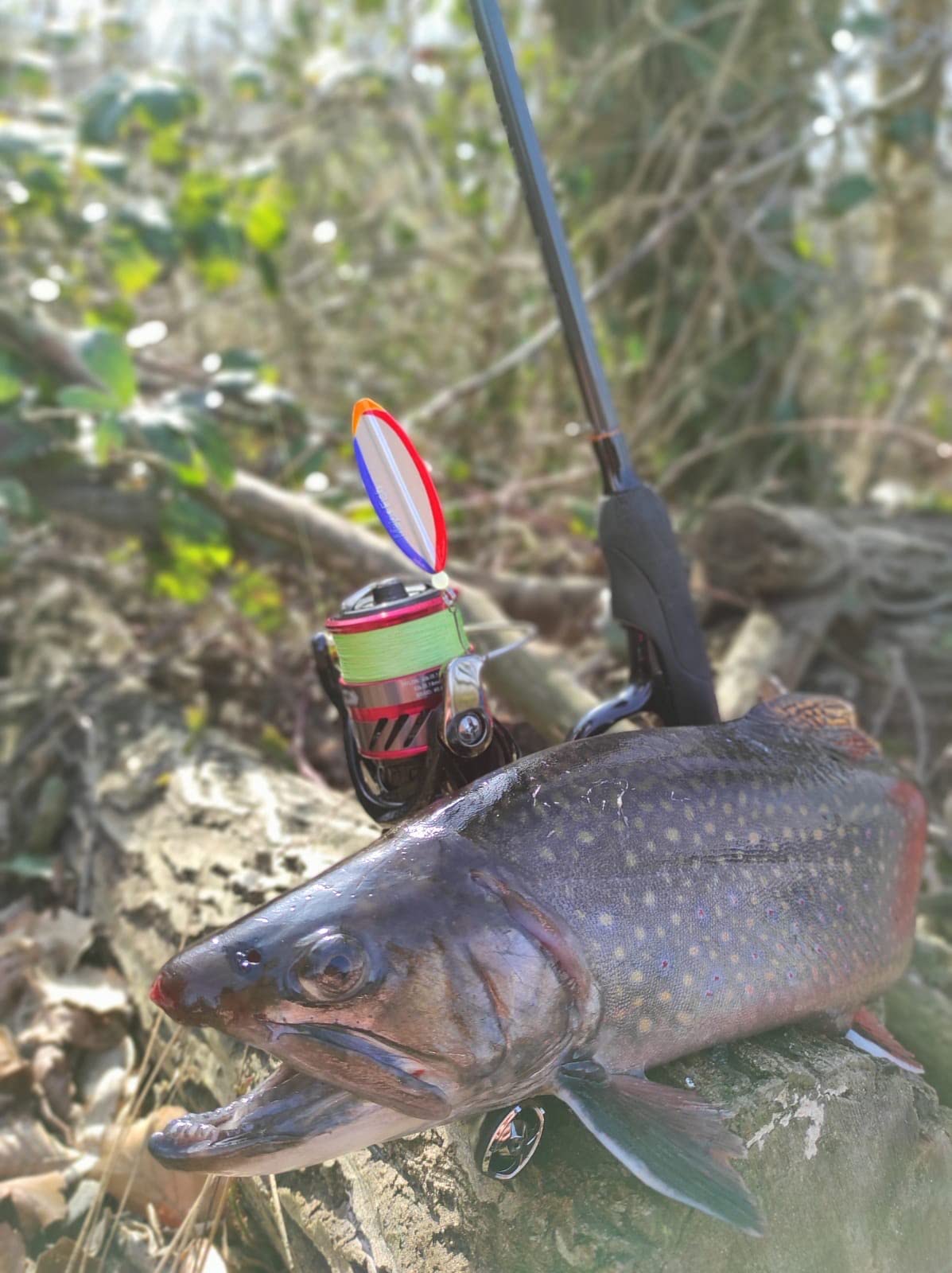 Forellen Box 50-teilig Forellenköder Geschenk für Angler